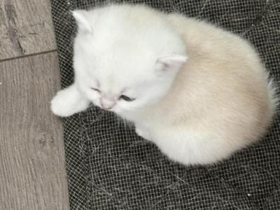 Peridot - British Shorthair - Gallery Photo #1