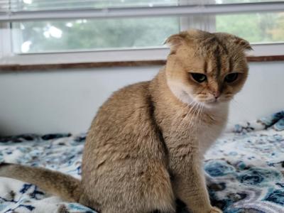 Dara - Scottish Fold - Gallery Photo #1