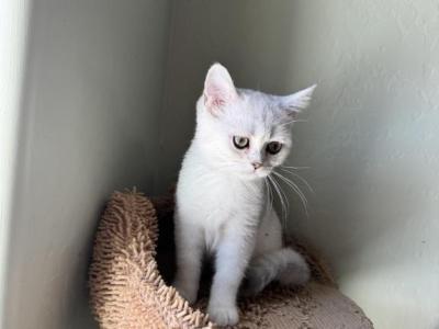 Melica - British Shorthair - Gallery Photo #1