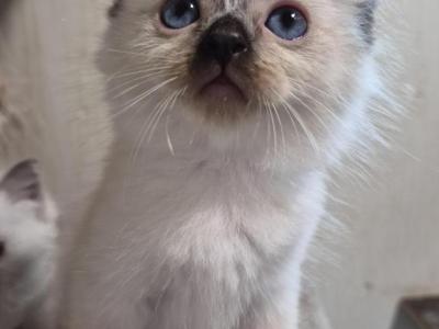 Ragdoll - Ragdoll - Gallery Photo #1