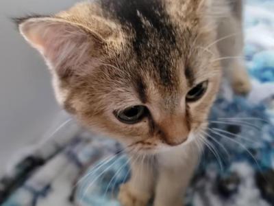 Palesa - Scottish Fold - Gallery Photo #1