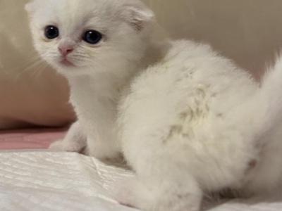 Scottish Fold - Scottish Fold - Gallery Photo #1