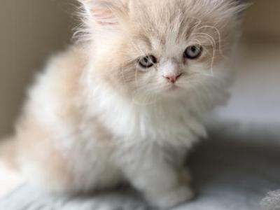 Lucy - Persian - Gallery Photo #1