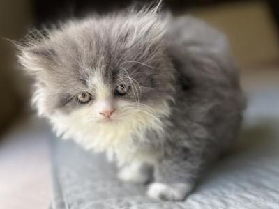 Lucy - Persian - Gallery Photo #1