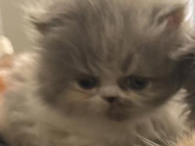 Legacy - Persian - Gallery Photo #1