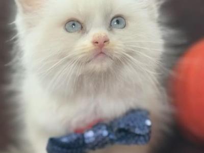 3ragdoll Babies - Ragdoll - Gallery Photo #1