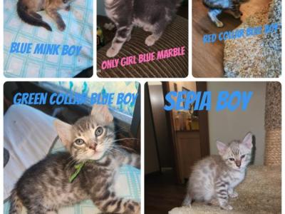 Shimmers Blue - Bengal - Gallery Photo #1