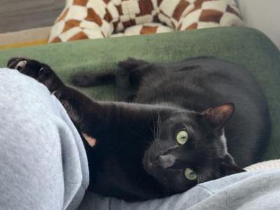 Bruno - Domestic - Gallery Photo #1
