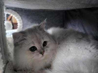 Jr Almaz - Scottish Fold - Gallery Photo #1