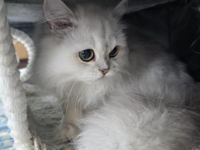 Jr Almaz - Scottish Fold - Gallery Photo #1