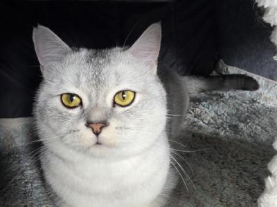 Silver - Scottish Fold - Gallery Photo #1
