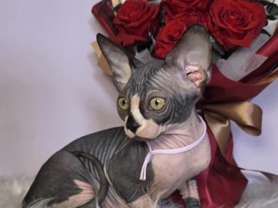 Vienna - Sphynx - Gallery Photo #1