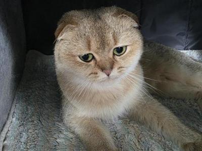 Dara - Scottish Fold - Gallery Photo #1