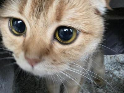 Lucky - Scottish Fold - Gallery Photo #1