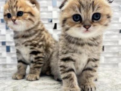 Molly - Scottish Fold - Gallery Photo #1