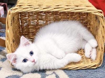 Isadora - Munchkin - Gallery Photo #1