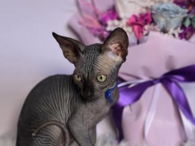 Cairo - Sphynx - Gallery Photo #1
