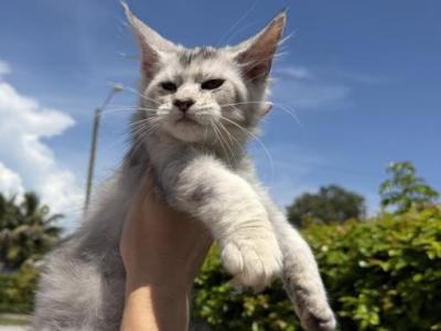 Fiona - Maine Coon - Gallery Photo #1