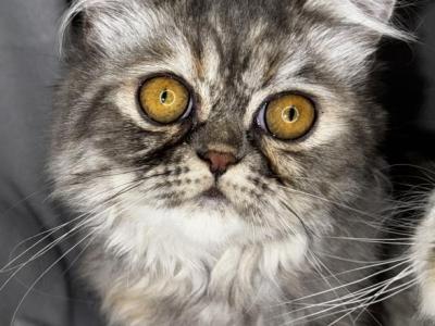 SP14 Misty Dilute Tortie Blue Cream Doll Face - Persian - Gallery Photo #1
