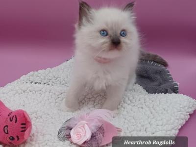 Ragdoll Seal Mitt Girl Light Pink Collar - Ragdoll - Gallery Photo #1