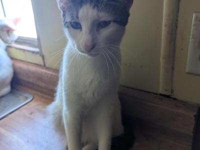 Mulan's Kitten 1 - Domestic - Gallery Photo #1