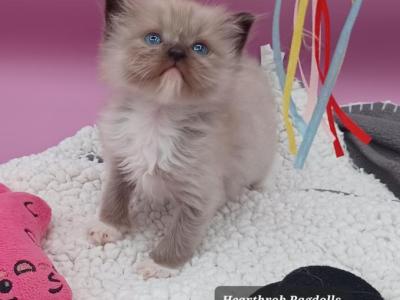 Ragdoll Cherubim Boy - Ragdoll - Gallery Photo #1