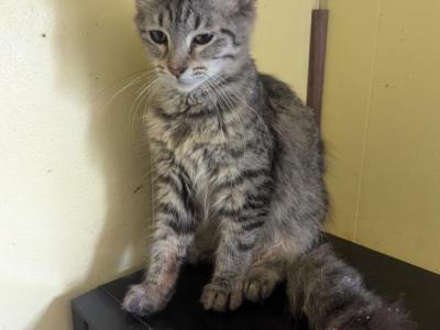 Mulan's Kitten 2 - Domestic - Gallery Photo #1