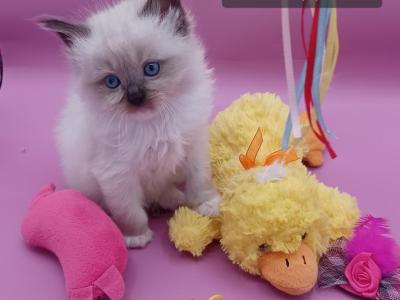 Ragdoll Seal Mit Girl Dark Pink Collar - Ragdoll - Gallery Photo #1