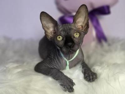 Valentino - Sphynx - Gallery Photo #1