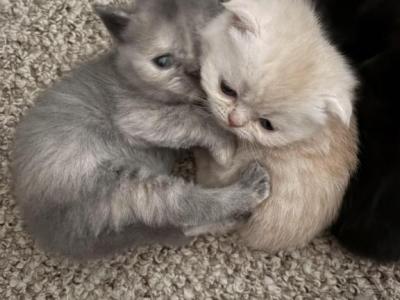 Scottish Folds - Scottish Fold - Gallery Photo #1
