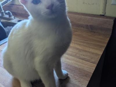 Misty's Kitten 1 - Domestic - Gallery Photo #1