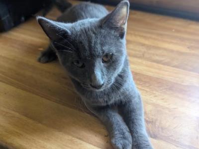Misty's Kitten 2 - Domestic - Gallery Photo #1