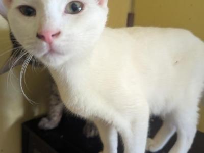 Misty's Kitten 3 - Domestic - Gallery Photo #1