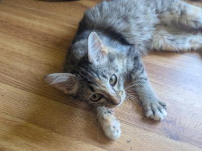 Stella's Kitten - Domestic - Gallery Photo #1