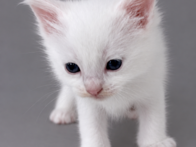 Milo - Ragdoll - Gallery Photo #1