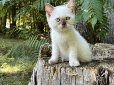 Miss Minnie - Siamese - Gallery Photo #1