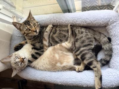 Apollo - Bengal - Gallery Photo #1