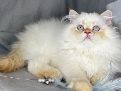 CFA FLAME POINT CREAM DOLL FACE ROS 22 - Himalayan - Gallery Photo #1