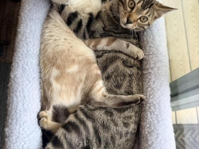 Luna - Bengal - Gallery Photo #1