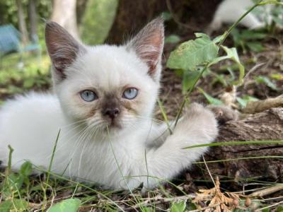 Mr Smooches - Siamese - Gallery Photo #1