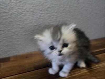 Sophie - Persian - Gallery Photo #1