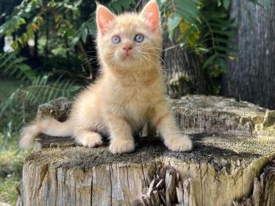 Mac N Cheese - British Shorthair - Gallery Photo #1
