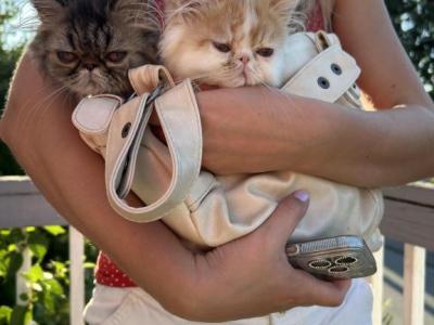Persian Kittens - Persian - Gallery Photo #1