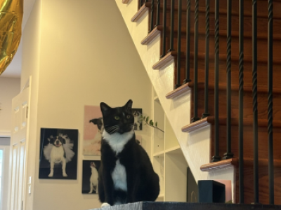 Loutard - American Shorthair - Gallery Photo #1