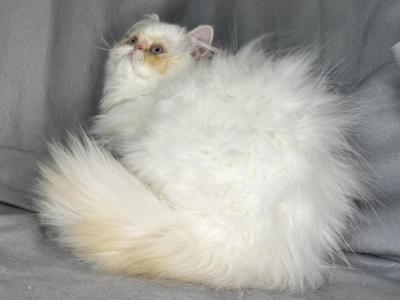ROS 23 CFA FLAME POINT CREAM EXTREME - Persian - Gallery Photo #1