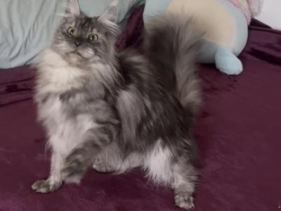 CeCe - Maine Coon - Gallery Photo #1