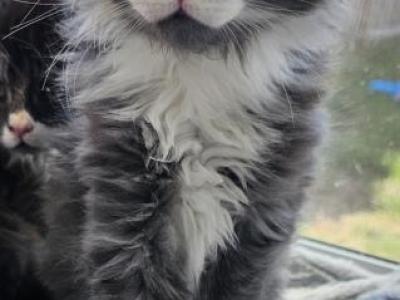 Maestro - Maine Coon - Gallery Photo #1