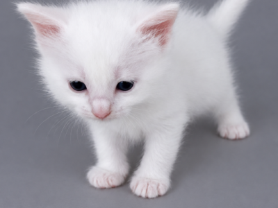 Daisy - Ragdoll - Gallery Photo #1