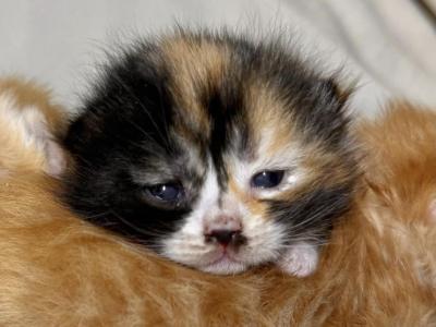 Thing 1 Babies - Munchkin - Gallery Photo #1