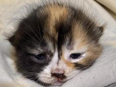Thing 1 Babies - Munchkin - Gallery Photo #1